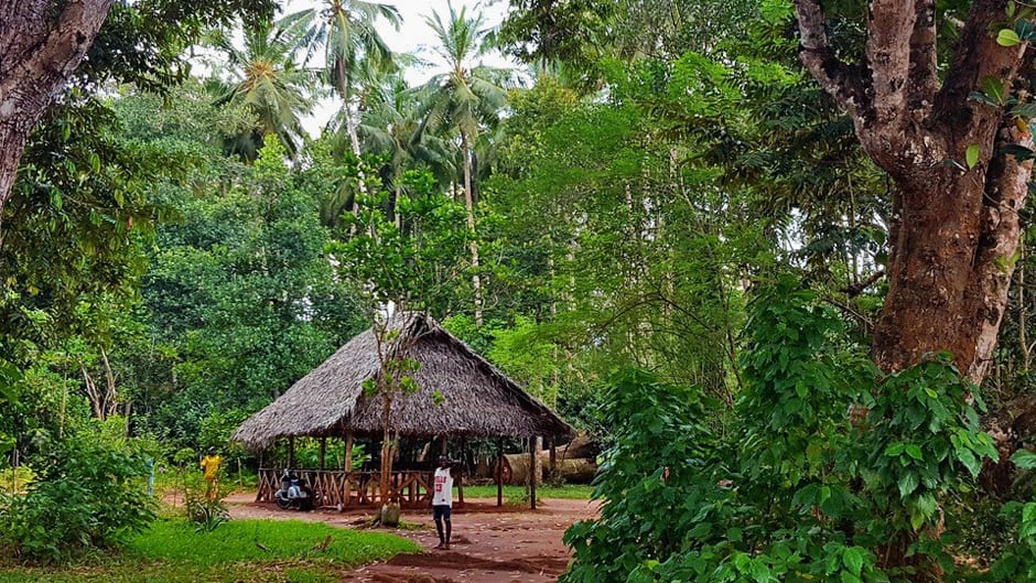 Tanzania forest and building