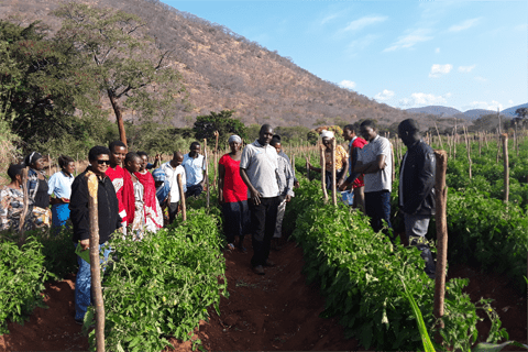 Tanzania farm