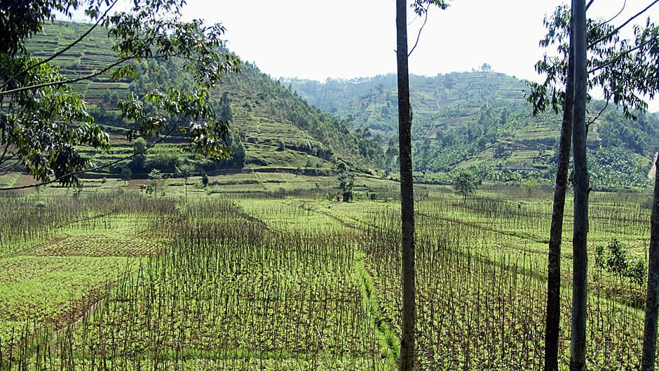 Rwanda field