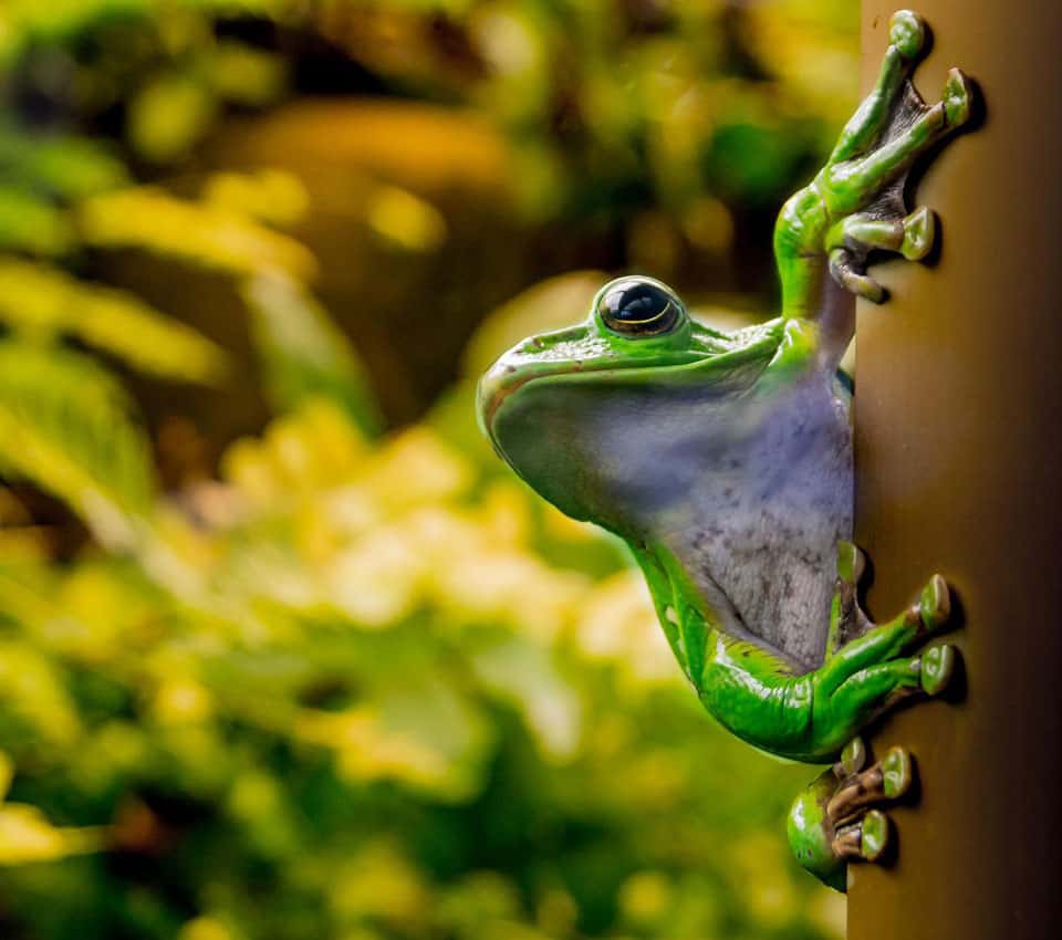 Tree frog2