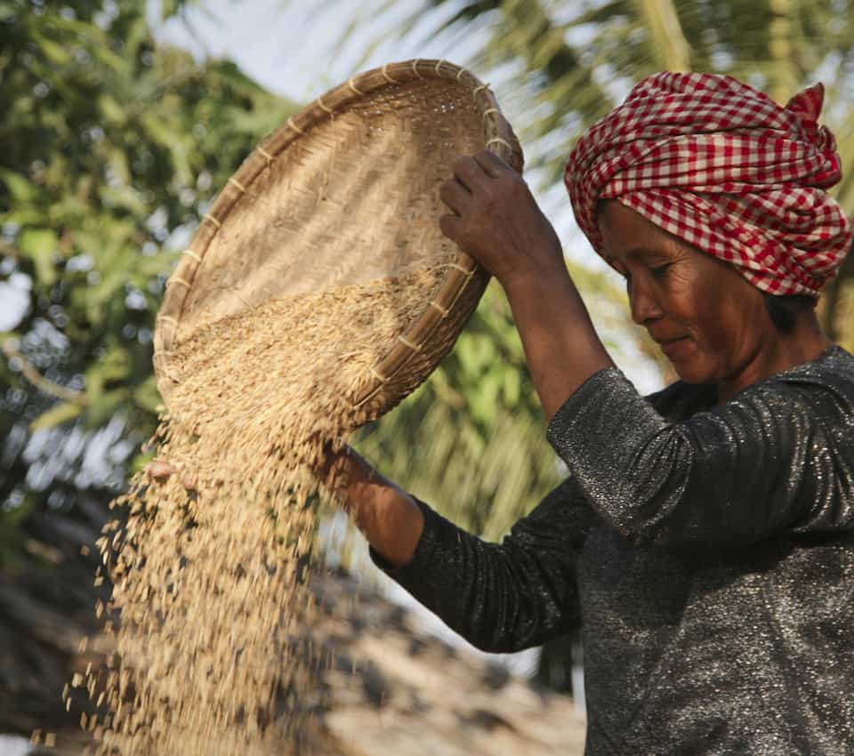 rice processing